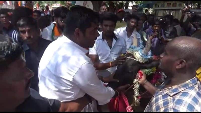 bjp state president annamalai control jallikattu bull in madurai