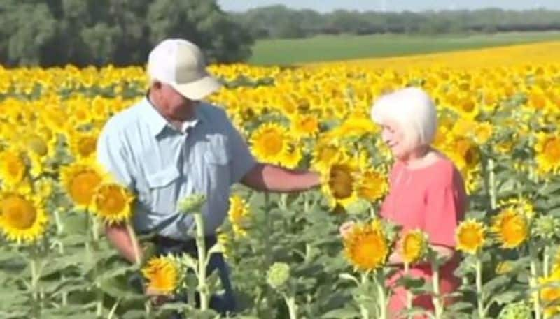 husband gifts wife a whole sunflower field as wedding anniversary gift hyp