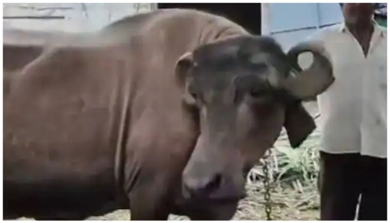 Jafarabadi Breed Of Buffalo Worth Rs 3.52 Lakh bkg 