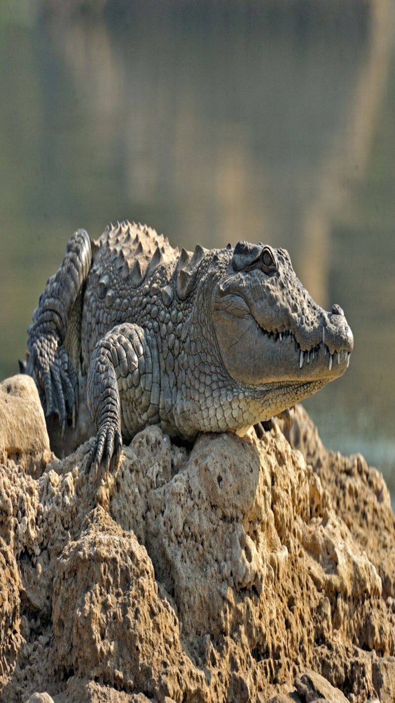 crocodile killed footballer costa rican swims away with body 