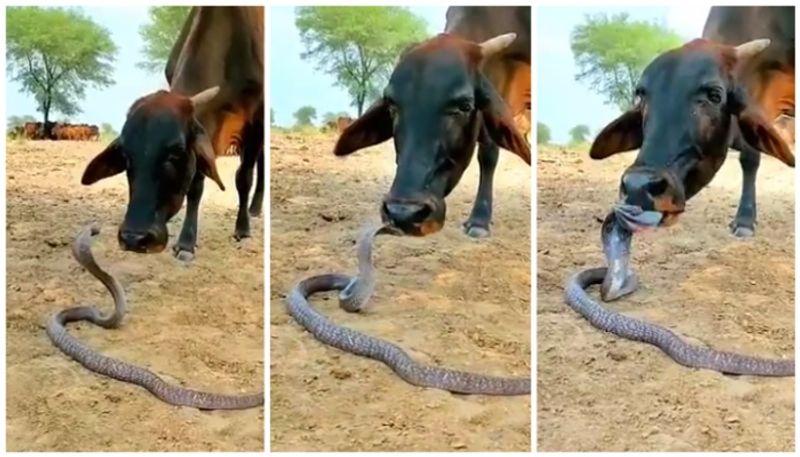 love affair between cow and cobra bkg