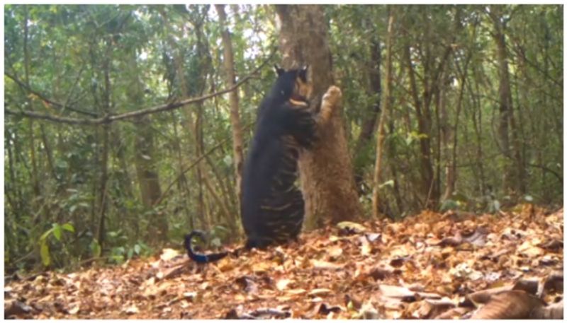 Video of melanistic tiger goes viral bkg 