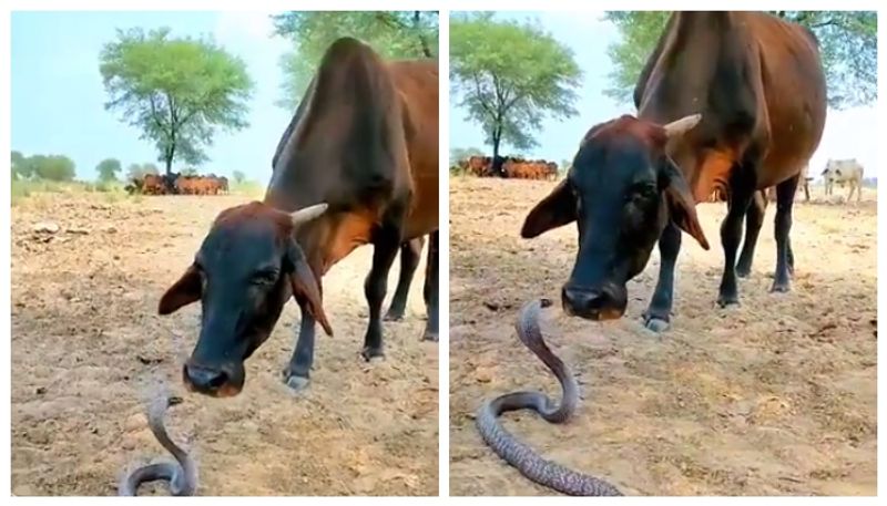 Cow Licking King Cobra Sitting Infront Sthen What Happened Next Ifs Says Difficult To Explain Watch Viral Video roo