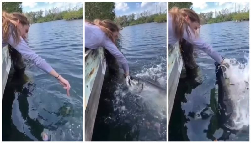 When the woman fed fish in the river with her hand huge fish swallowed her hand bkg