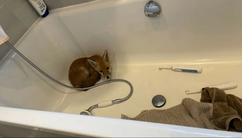 fox cub spotted inside bathtub hyp