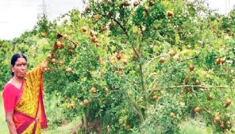 Sudugadu Siddha Woman Achievement in Agricultural  at Kadur in Chikkamagaluru grg