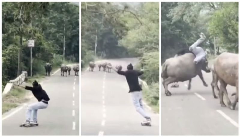 video of a young man collided with a buffalo while flying on a skateboard went viral bkg 