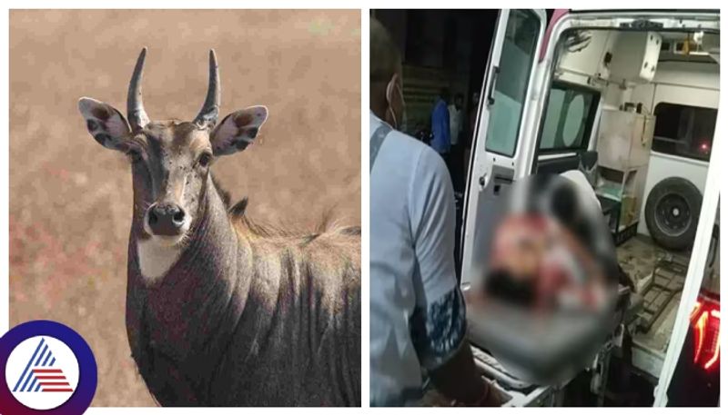 family killed in Shravasti accident while saving  Nilgai  in Uttar Pradesh gow