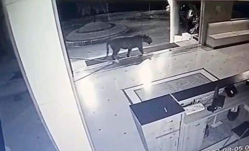 Tiger enters private university campus near Bhopal (WATCH)