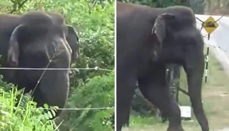 viral video in which elephant breaks the electric fence hyp