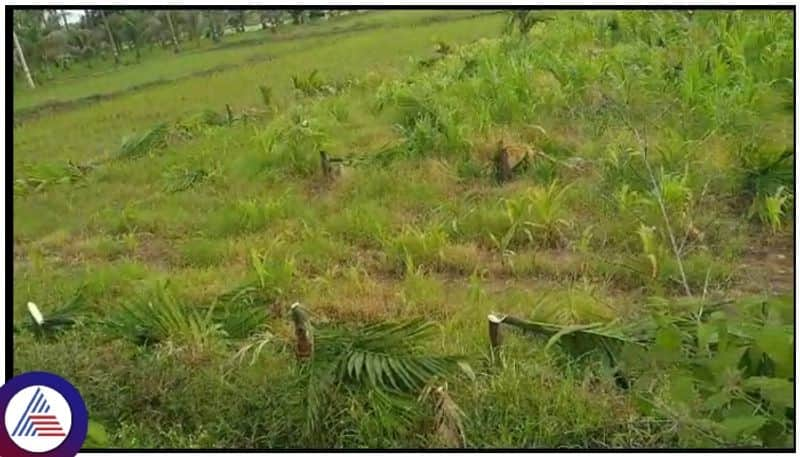 Miscreants cut down 780 areca nut trees in Davanagere sat