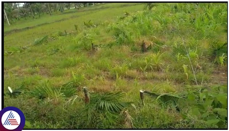 Miscreants cut down 780 areca nut trees in Davanagere sat