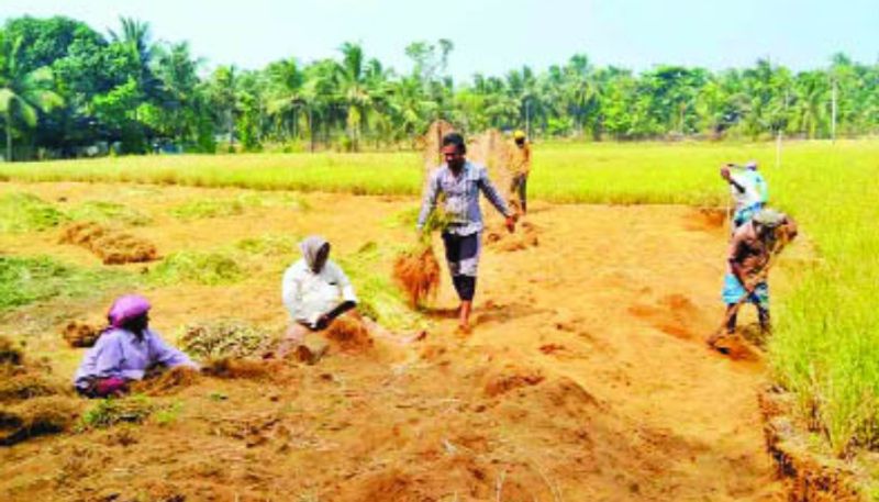 ramacham cultivation thrissur joy