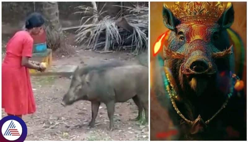 Miscreants killed wild boar worshipped as form of Panjurli deity in Karwar sat