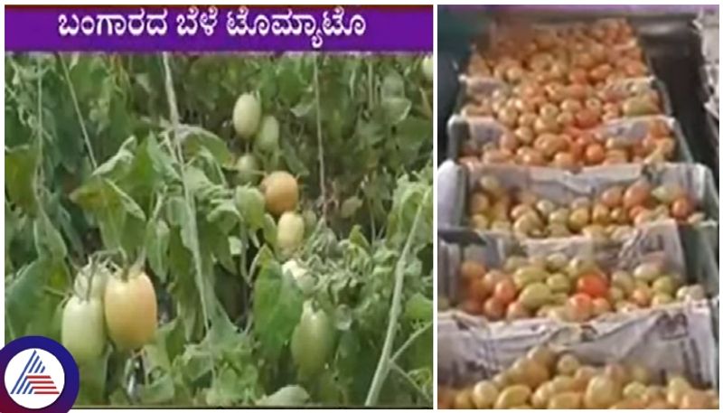 Belagavi farmer grew tomatoes on Rs 40 thousand leased land and earned Rs 1 crore sat