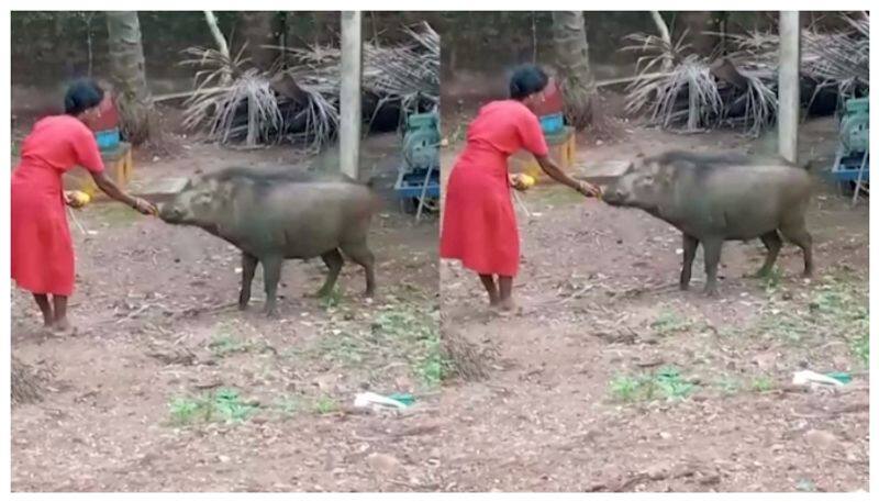 worshipping wild pig killed in uttarakannada nbn