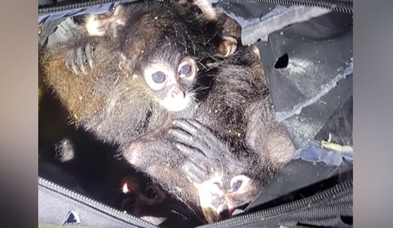 US Police Rescues Smuggled Spider Monkeys Huddled Inside Backpack