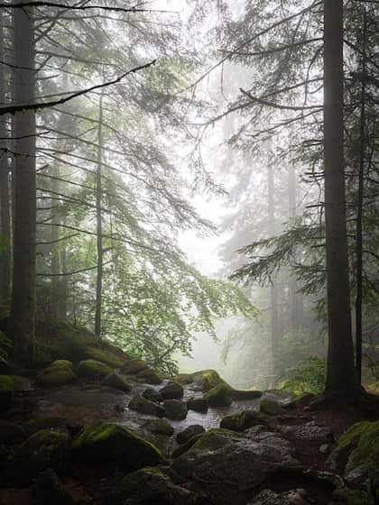 Black Forest, Germany