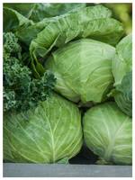 Health Tips: క్యాబేజీ నీరు యొక్క అద్భుత గుణాలు.. నిజంగా మీ ఆరోగ్యానికి సంజీవని!