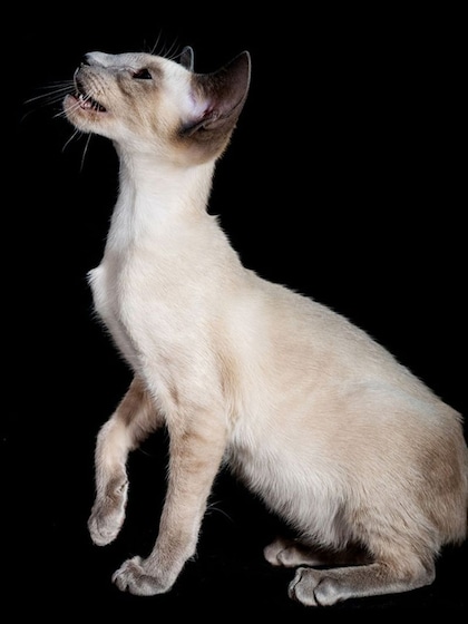 Sphynx Cat