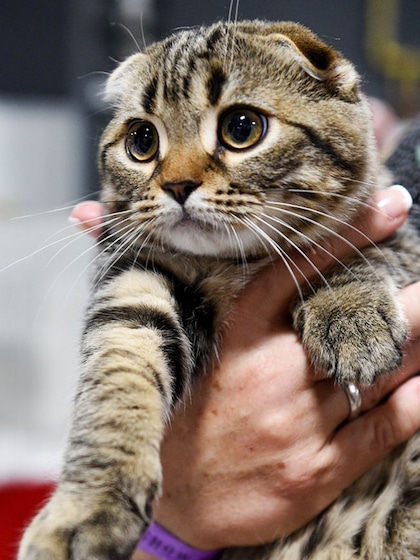 Scottish Fold Cat
