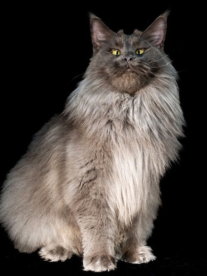 Maine Coon Cat