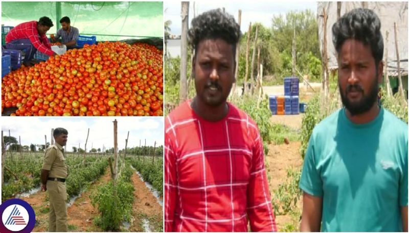 Chamarajanagar tomato growers earned Rs 40 lakh and request give girls to farmers sat