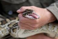 man playing wit snakes like toyes watch snank shocking video kxa 