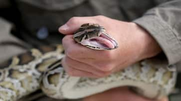 man playing wit snakes like toyes watch snank shocking video kxa 