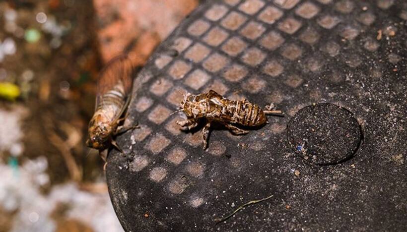 Here are 7 innovative ways to keep your house insect free