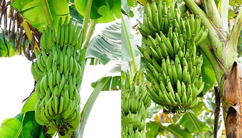 What is swarnamukhi banana and how to care and cultivate here is the details vkv