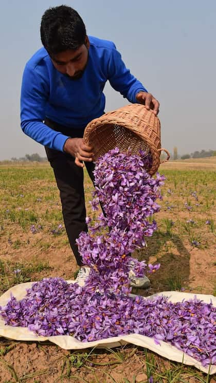 <p>घाटी के केसर की अपनी अलग पहचान है जिस कारण यह लाखों की कीमत में बिकता है।</p>
