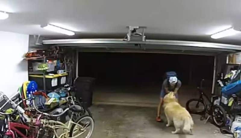 thief playing with a dog rlp