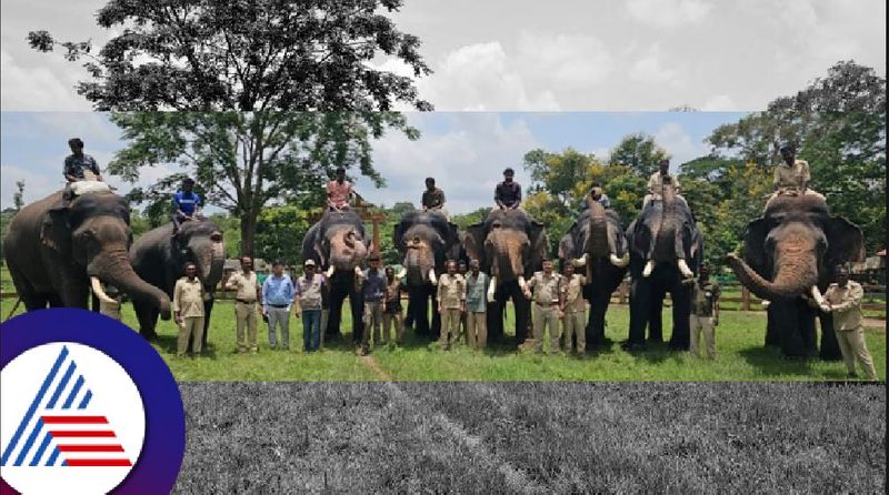 Mysuru dasara jambu savari 8 elephants selected from Kodagu district rav