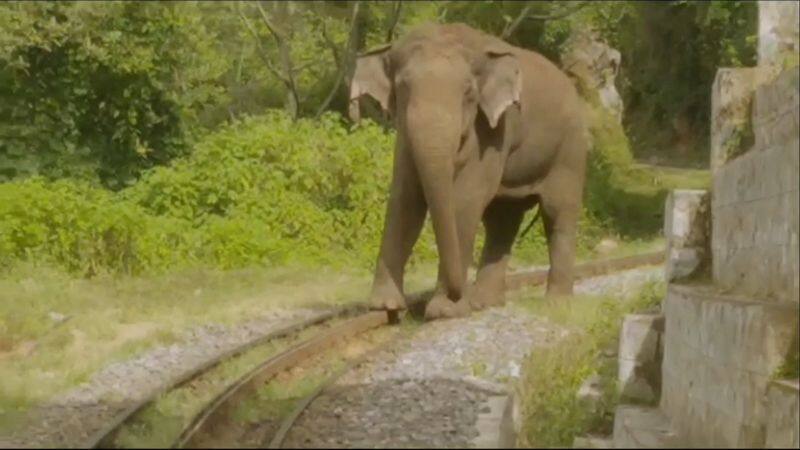 forest elephant crossed ooty hills train track at today