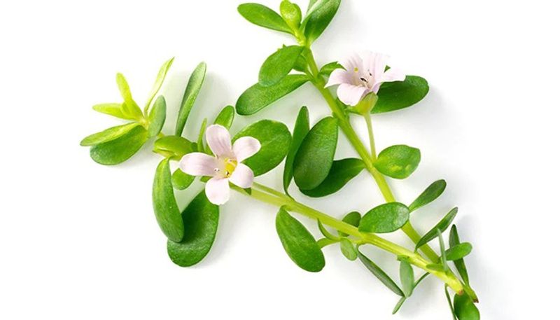 Hair Care: 5 revolutionary ways Brahmi Oil is a boon vma eai