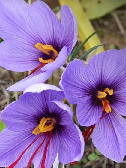 Saffron Crocus