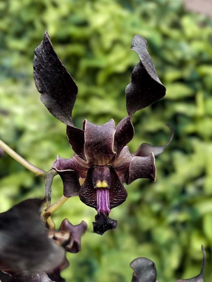 Black Orchid