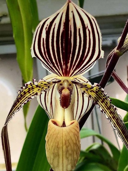 Gold of Kinabalu Orchid