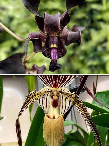 Blooming luxury: 7 most expensive flowers in India