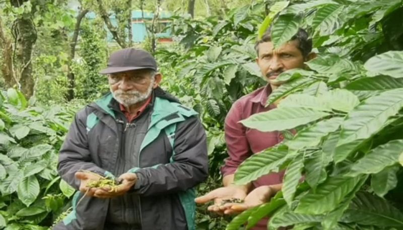 Coffee Pepper Crop Loss Due to Heavy Rain in Kodagu grg