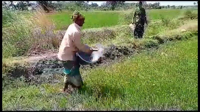 A woman farmer in Tiruvarur tries to save the paddy crop by sprinkling water in a bucket