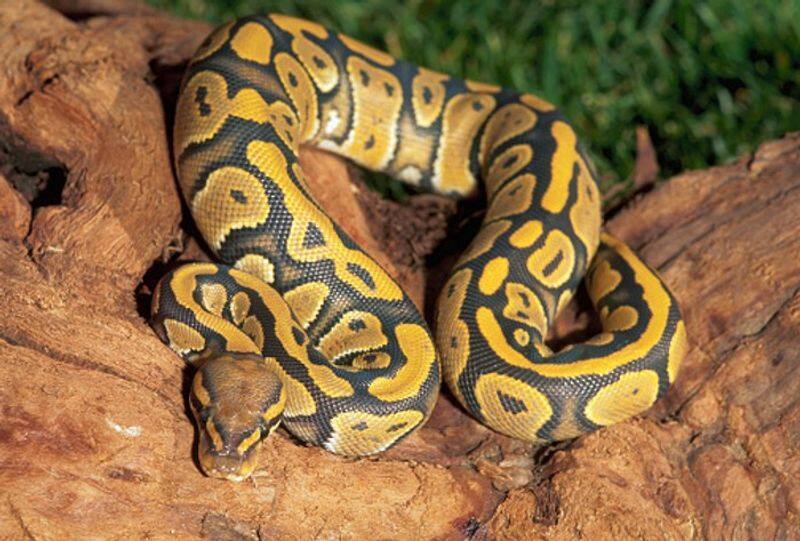 Serpentine smuggling: Man's bizarre attempt to hide 14 snakes in pockets foiled at China-Hong Kong border snt