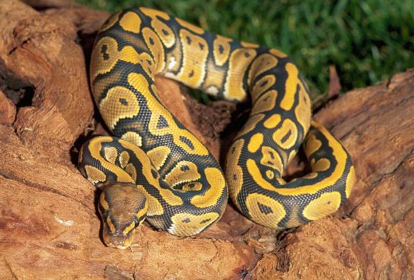 Serpentine smuggling: Man's bizarre attempt to hide 14 snakes in pockets foiled at China-Hong Kong border