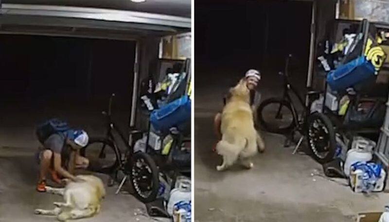 Watch Golden Retriever's adorable interaction with burglar makes internet buzz AJR