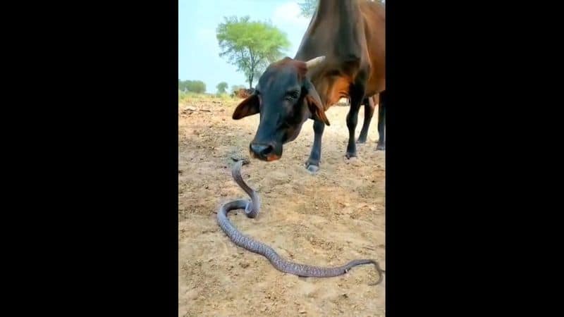 a cow take a friendship with snake in kanyakumari district video goes viral