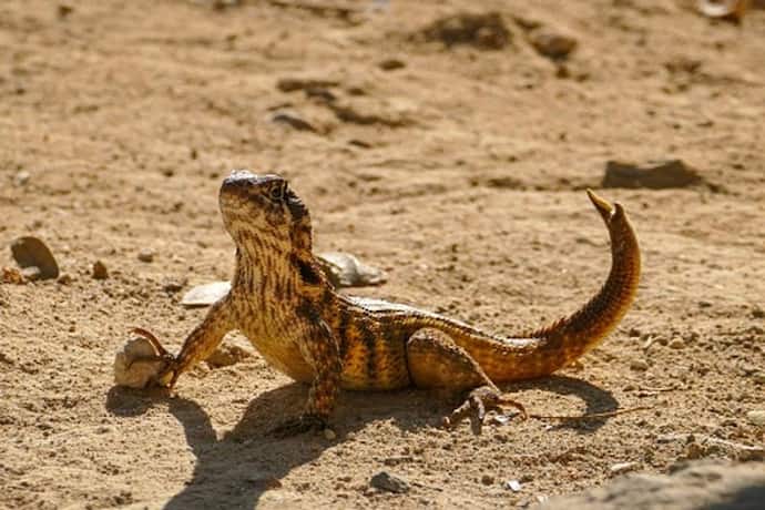 Ancient lizard-like species that lived 247 million years ago discovered in Australia