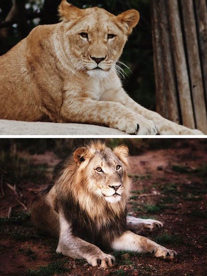 From Gir to Maasai Mara: 7 Places where Lions reign