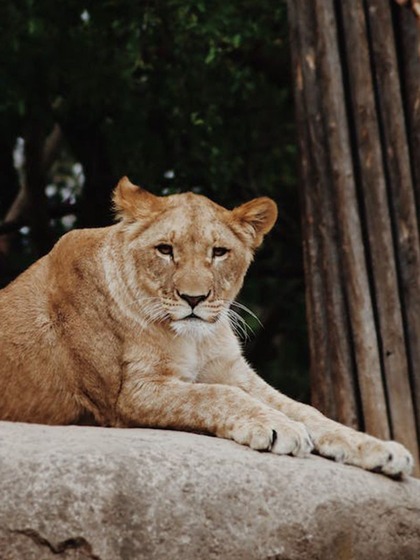 Serengeti National Park, Tanzania