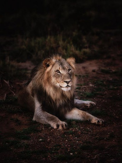Maasai Mara National Reserve, Kenya